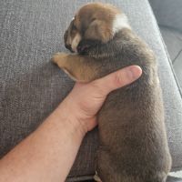 Chiots bulldog anglais #2