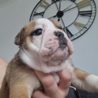 Chiots bulldog anglais #3