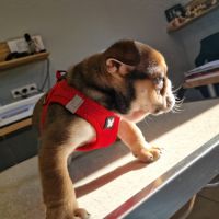 Chiots bulldog anglais #1