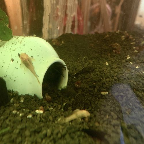 Bébés ancistrus #1