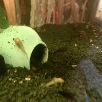 Bébés ancistrus #1