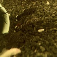 Bébés ancistrus #0