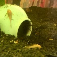 Bébés ancistrus #3