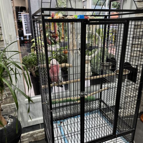 Petite femelle rosalbin #1