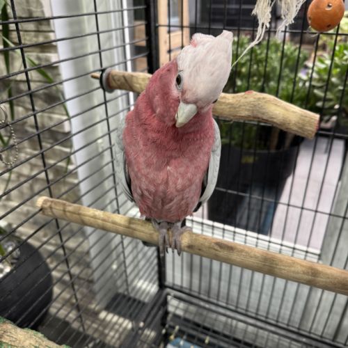 Petite femelle rosalbin #2