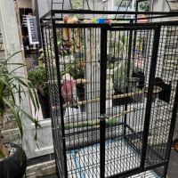 Petite femelle rosalbin #1