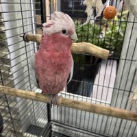 Petite femelle rosalbin #0