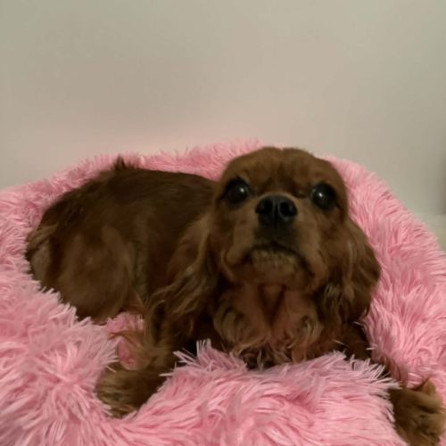 Jeune et jolie femelle cavalier king charles ruby #1