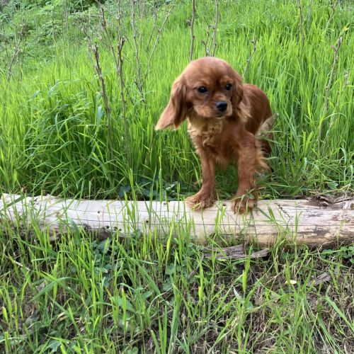 Jeune et jolie femelle cavalier king charles ruby #2
