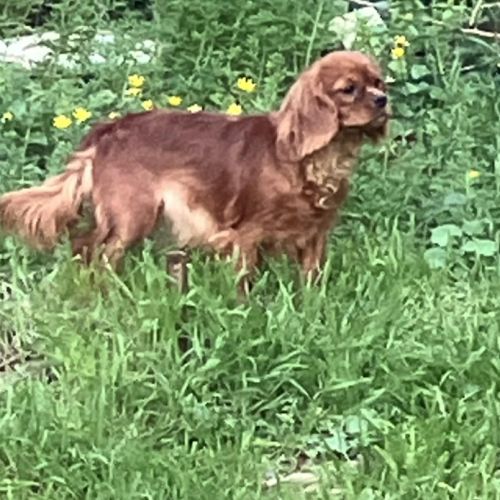 Jeune et jolie femelle cavalier king charles ruby #3