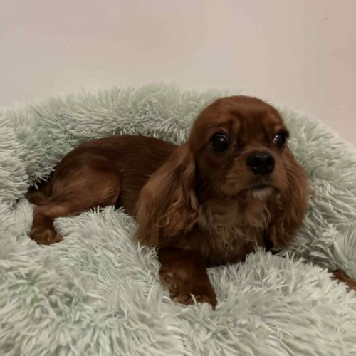 Jeune et jolie femelle cavalier king charles ruby #3
