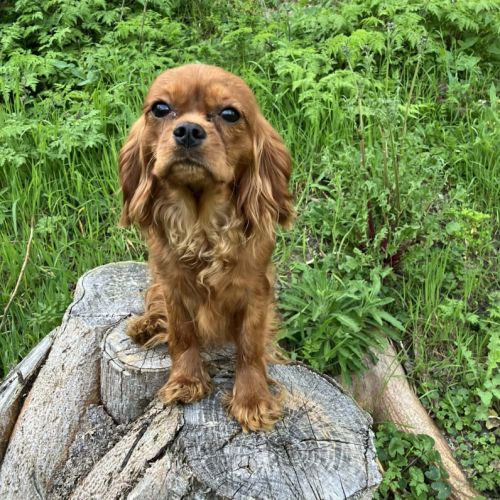 Jeune et jolie femelle cavalier king charles ruby