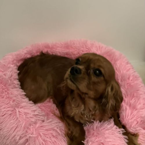 Jeune et jolie femelle cavalier king charles ruby #7