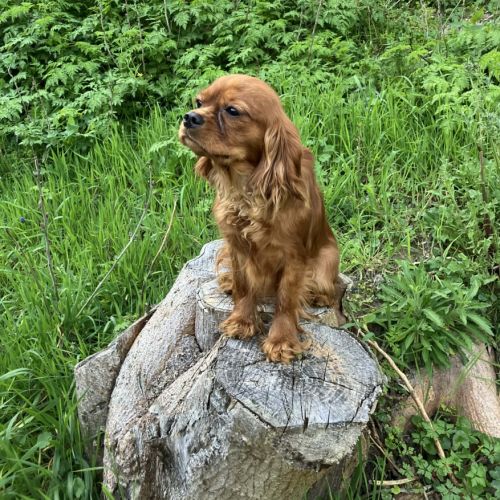 Jeune et jolie femelle cavalier king charles ruby #8