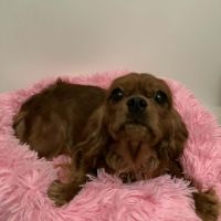 Jeune et jolie femelle cavalier king charles ruby #1