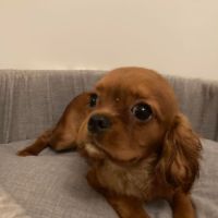 Jeune et jolie femelle cavalier king charles ruby #1