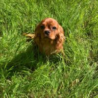 Jeune et jolie femelle cavalier king charles ruby #2