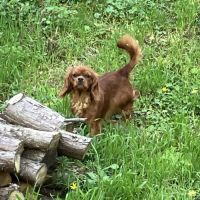 Jeune et jolie femelle cavalier king charles ruby #4