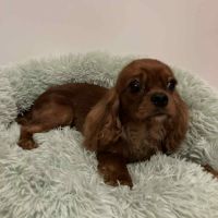 Jeune et jolie femelle cavalier king charles ruby #3