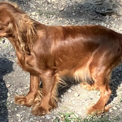 Jeune femelle cavalier king charles lof ruby #1