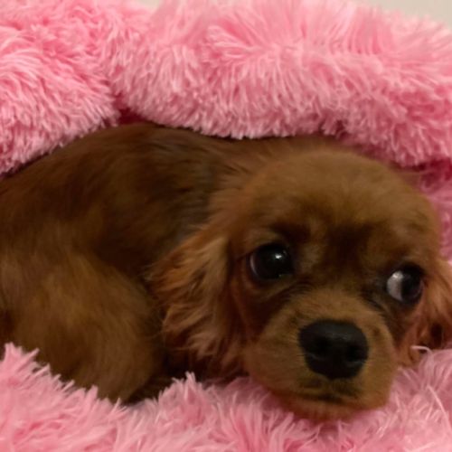 Jeune femelle cavalier king charles lof ruby #3