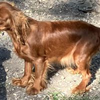 Jeune femelle cavalier king charles lof ruby #1