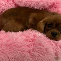 Jeune femelle cavalier king charles lof ruby #2