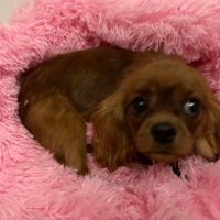 Jeune femelle cavalier king charles lof ruby #4