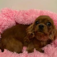 Jeune femelle cavalier king charles lof ruby