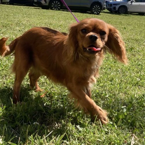 Jeune adulte male cavalier king charles lof ruby #0