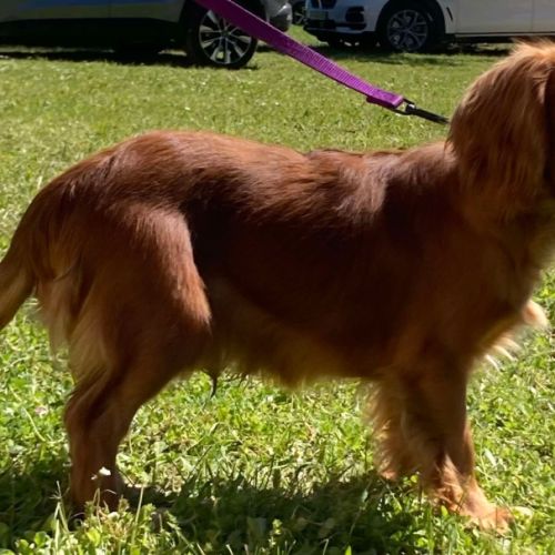 Jeune adulte male cavalier king charles lof ruby #3