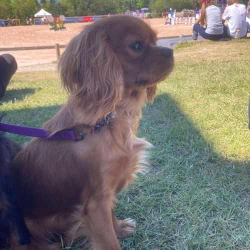 Jeune adulte male cavalier king charles lof ruby #4