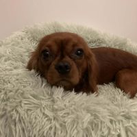 Jeune adulte male cavalier king charles lof ruby #1