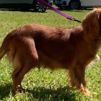 Jeune adulte male cavalier king charles lof ruby #3