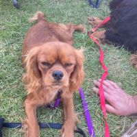 Jeune adulte male cavalier king charles lof ruby #5