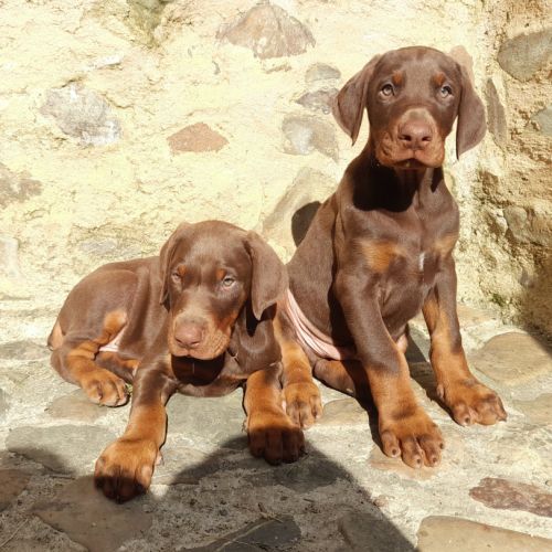 Saillie dobermann lof