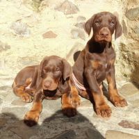 Saillie dobermann lof