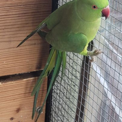 Perruche a collier #1