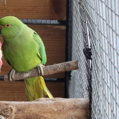 Perruche a collier #2