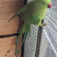 Perruche a collier #1