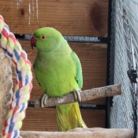 Perruche a collier #0