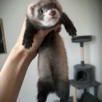 Réservations furetons 2026 #3