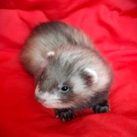 Réservations furetons 2026 #5