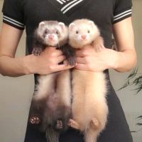 Réservations furetons 2026 #6