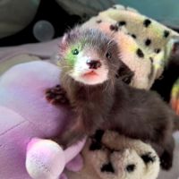 Réservations furetons 2026 #8