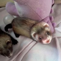 Réservations furetons 2026 #9