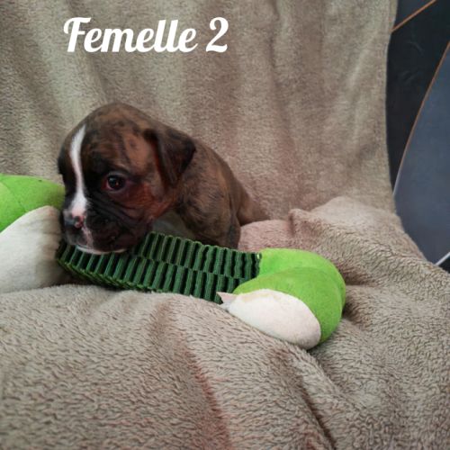 Chiot boxer à reserver #2