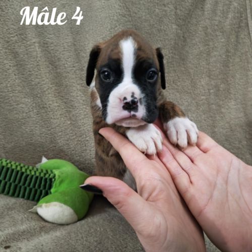 Chiot boxer à reserver #3