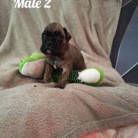 Chiot boxer à reserver #0