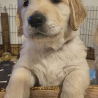 Golden retriever lof – lignée champion – 3 mâles #1